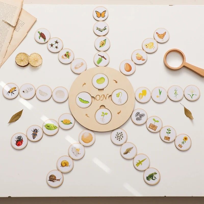 Montessori Growth Cycle Puzzle - OFunBuds